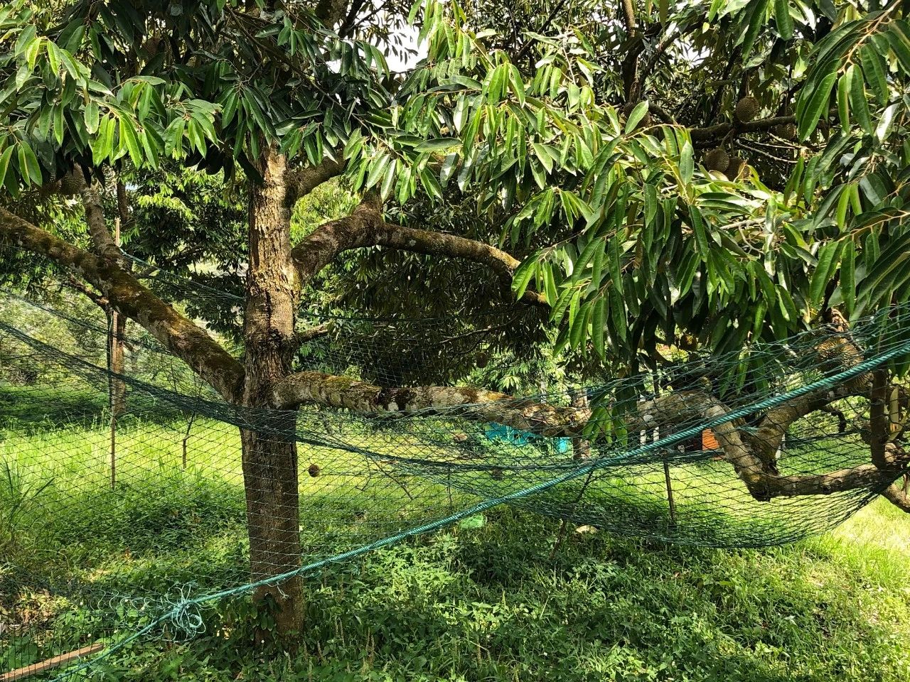 热带水果榴莲,热带水果之王是什么