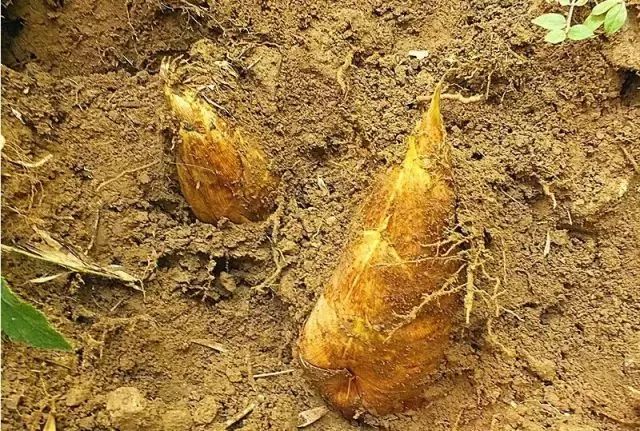 下个月，农村山里的冬笋就可以吃了，冬笋炒老鼠干吃过吗？