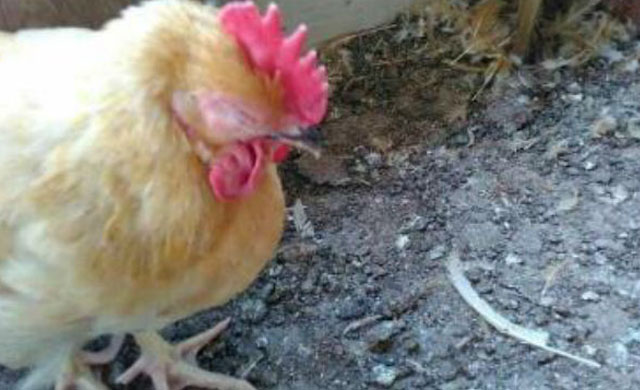 鸡肿头肿脸防治方案,鸡肿脸病的治疗方法