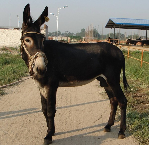 二月二龙抬头要吃驴肉卷饼,二月二龙抬头吃猪头肉了么