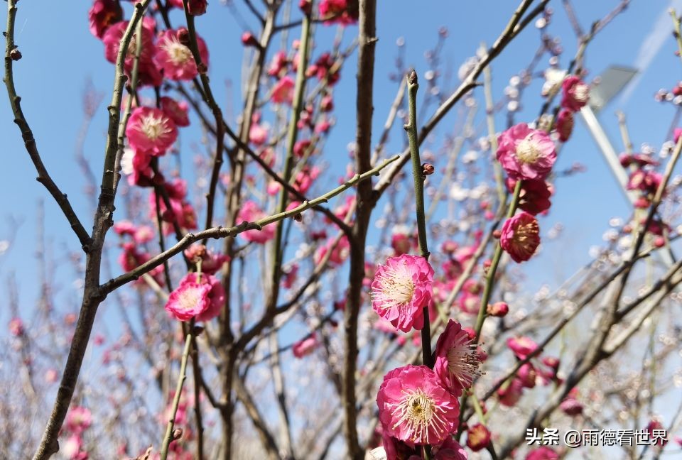 河南郑州蝶湖公园,打卡郑州网红蝶湖森林公园