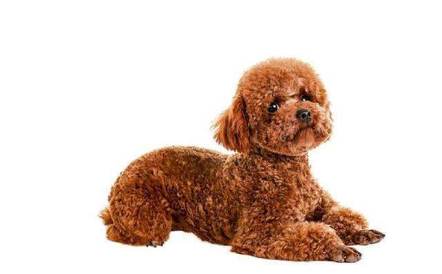 泰迪很严重泪痕怎么消除最有效,泰迪有泪痕怎么解决