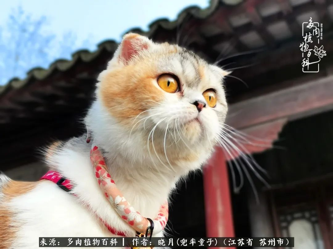 六年时间环游22个国家,却被多肉小萌物征服