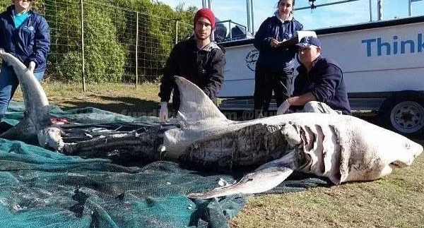 体型惊人的大白鲨,为什么大白鲨会害怕虎鲸