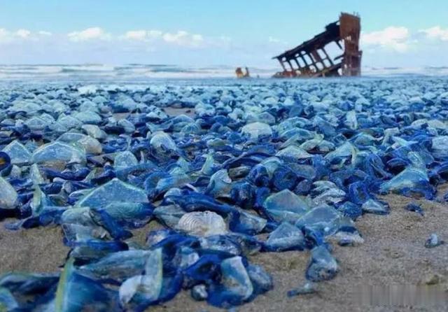 *翻推**10亿重渔船，公然攻击核电站，水母正朝着人类天敌演变