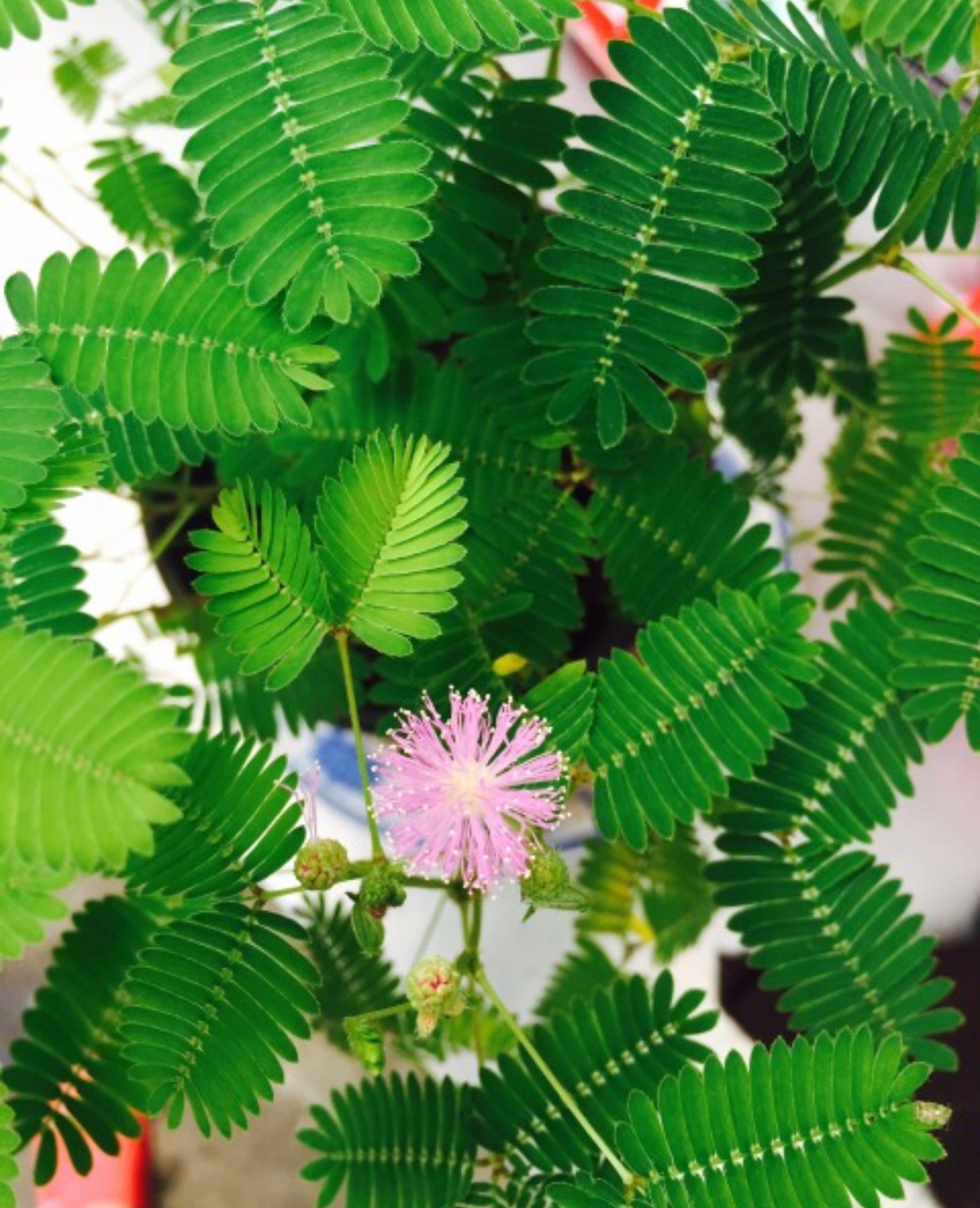 100种最毒的毒花,20种有毒的大毒花