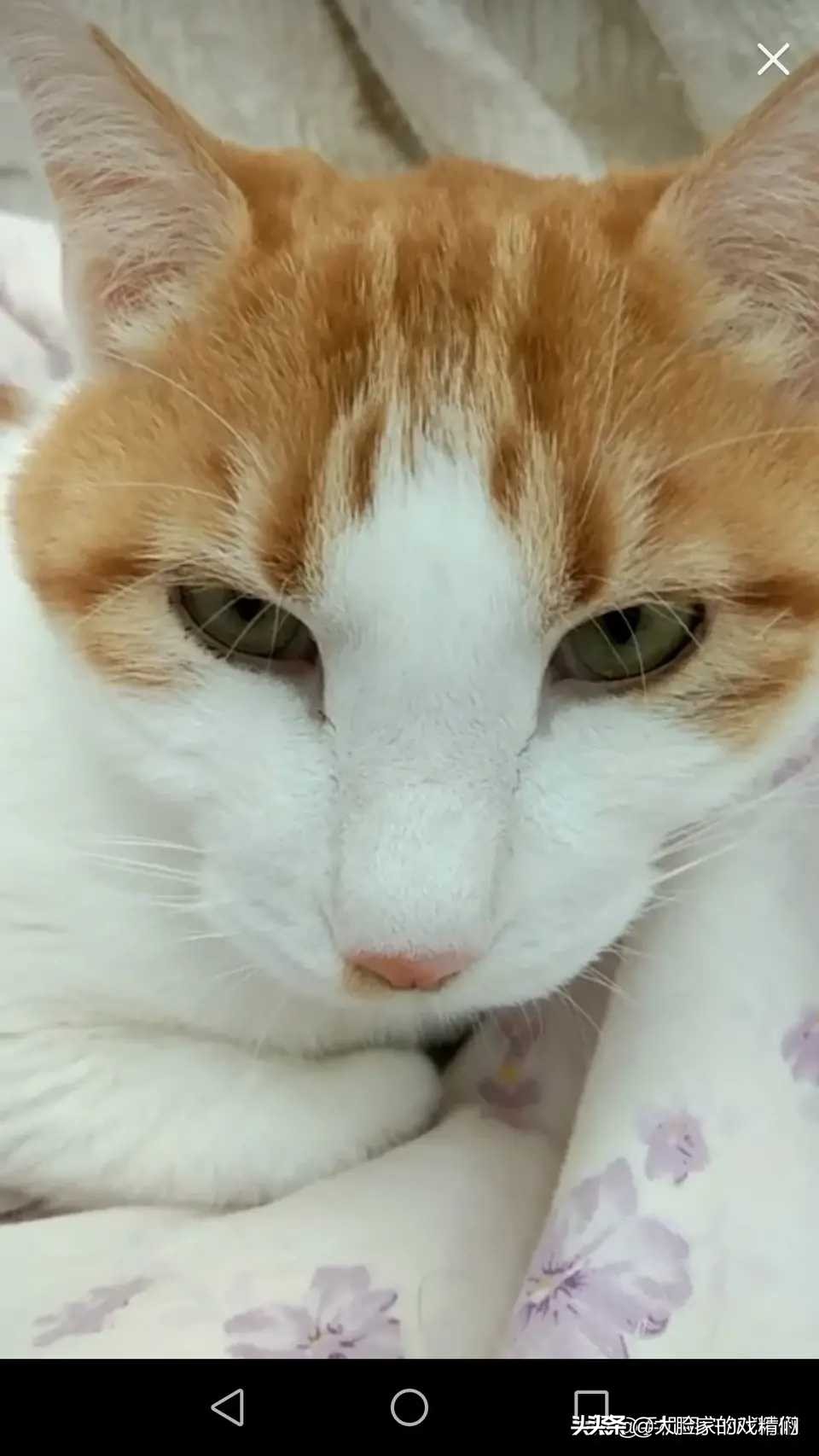 你这样的白橘猫,叫我怎能不爱?