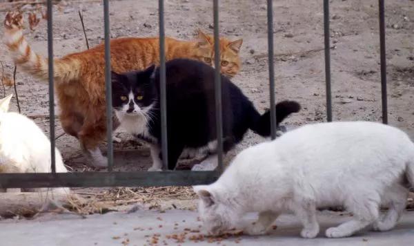流浪猫在冬天怎么办,流浪猫猫冬天怎么保暖最好