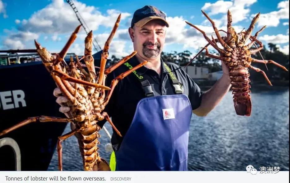 中国游客抵达日本品尝海鲜,中国吃货到国外