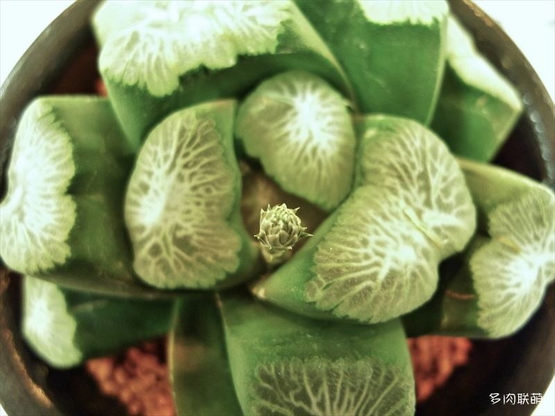 多肉玉露寿的品种图鉴,多肉植物欣赏