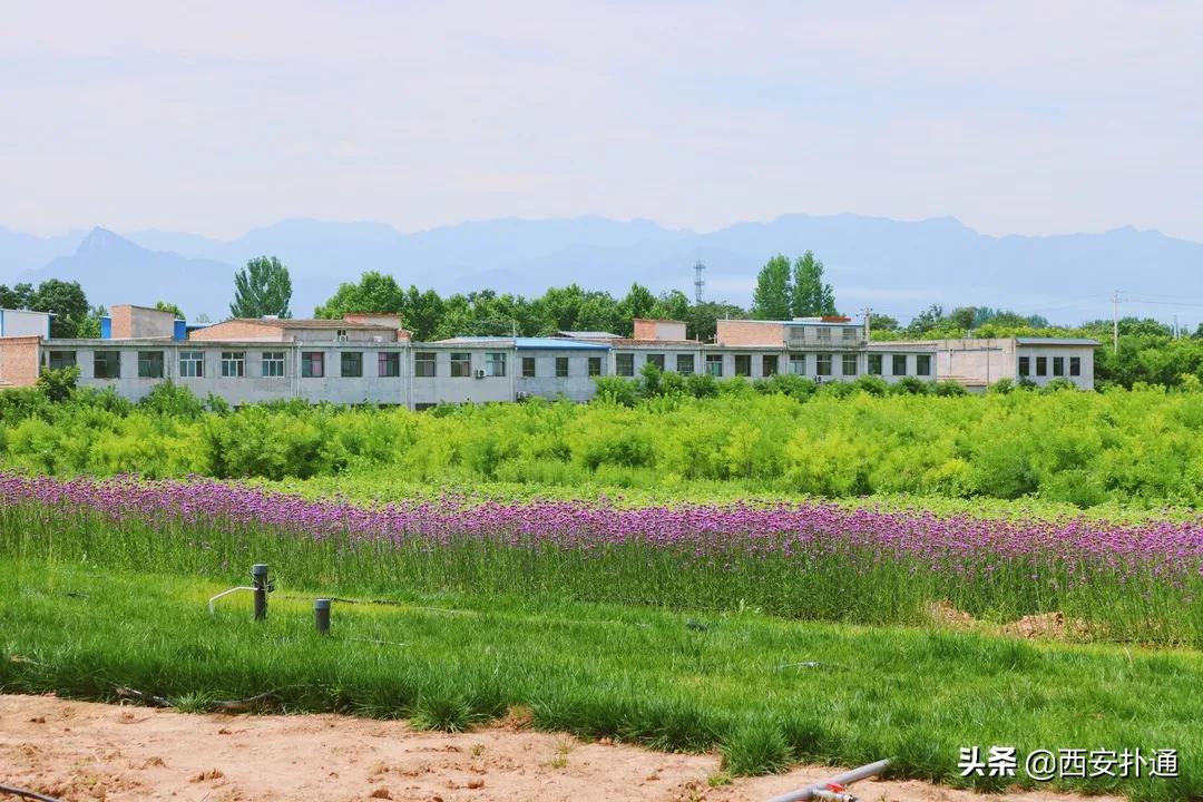 西安大草坪公园推荐,西安有大草坪的公园