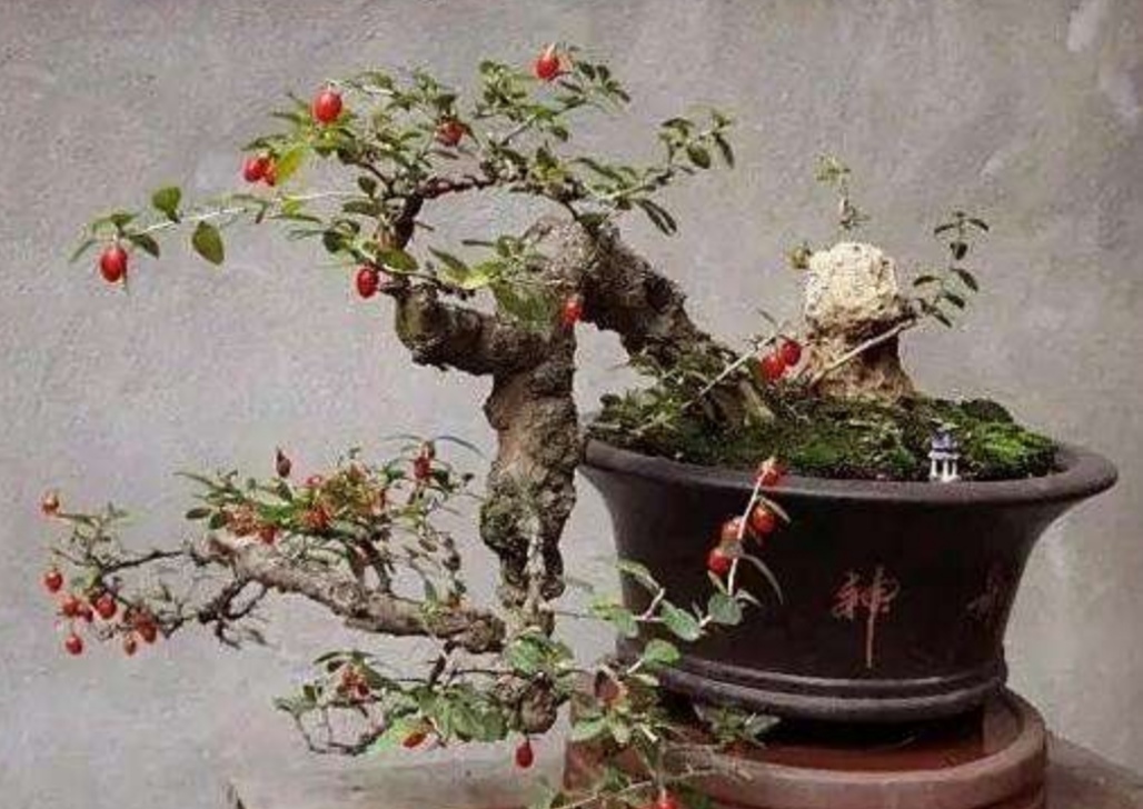 各种树木盆景的养法,什么树木盆景好看又好养