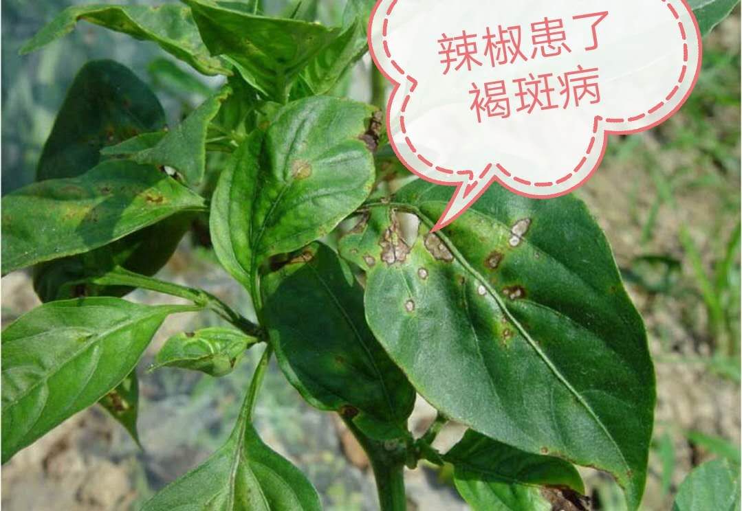辣椒疫病怎样物理防治,辣椒白星病能彻底根治吗