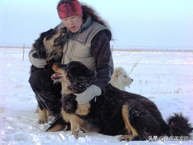 四眼柴犬被误以为是土狗,被人说四眼狗怎么办