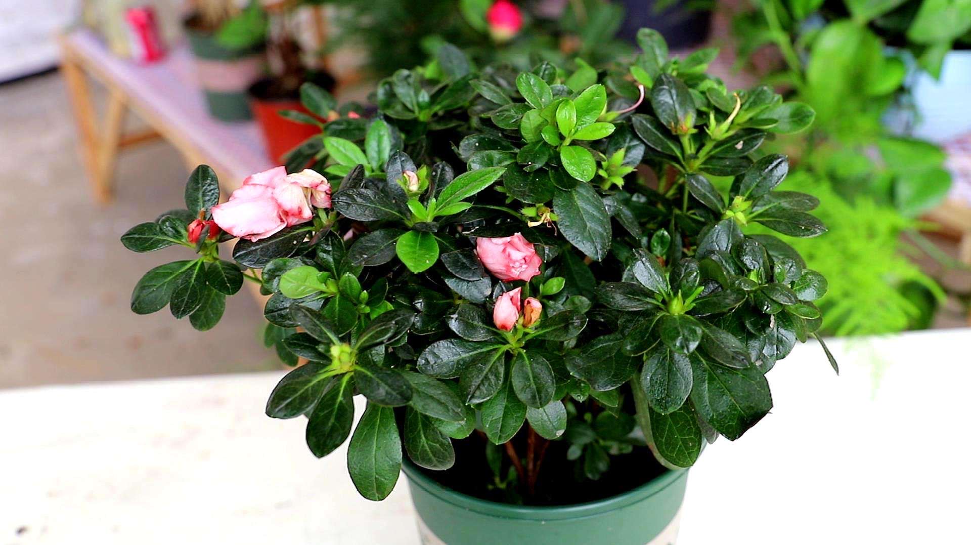 养杜鹃花的妙招,养杜鹃花的知识与技巧简单