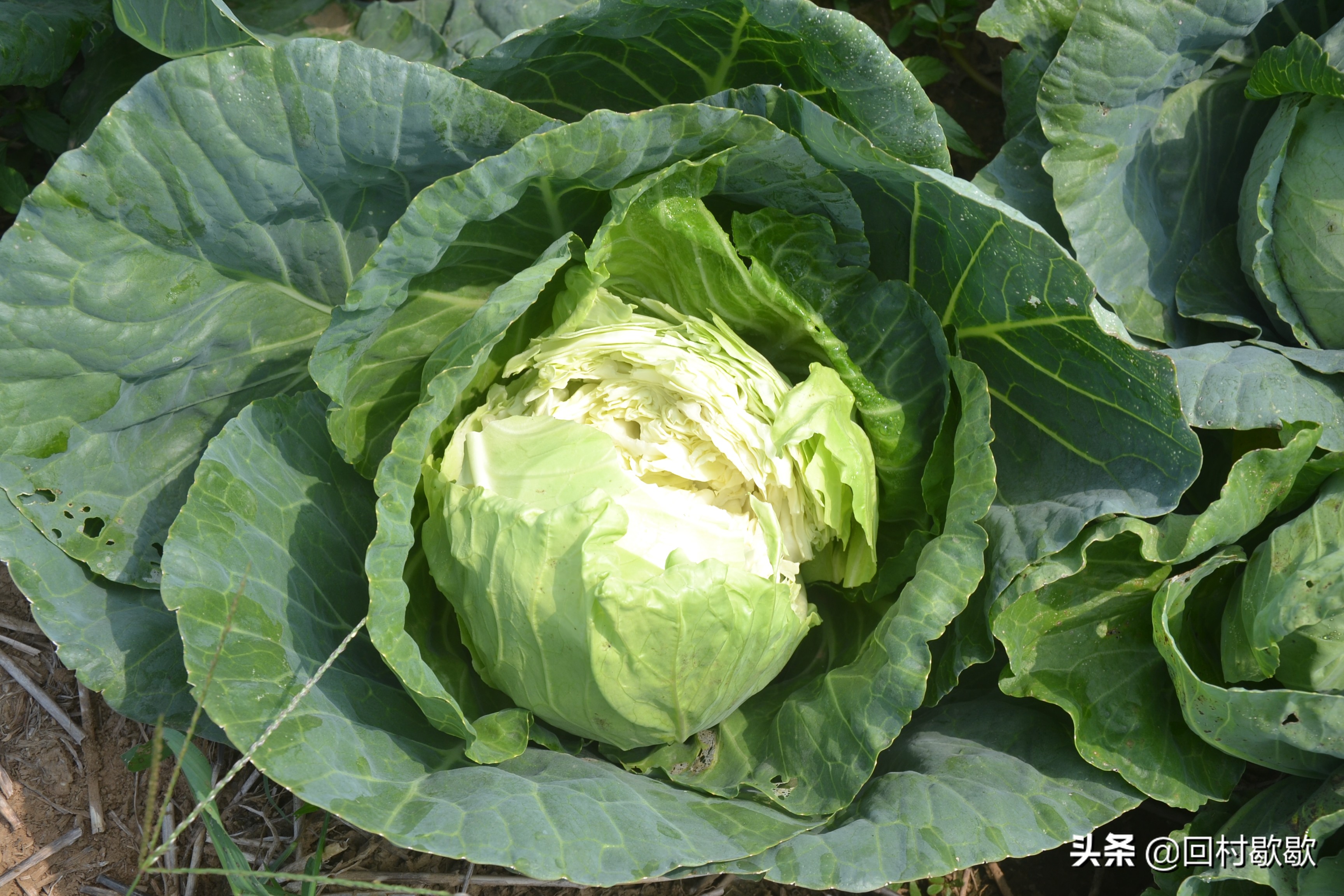 包头菜怎么处理,包头菜怎样储存冬天才能好吃