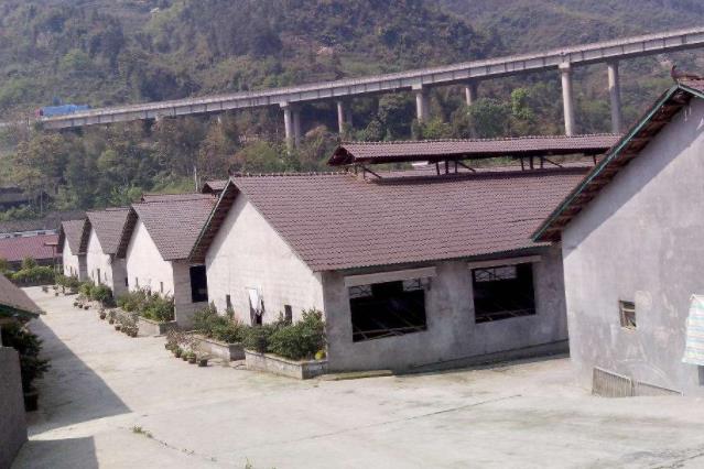 母猪泌乳阶段注意事项,泌乳期母猪的营养需求及控制方法