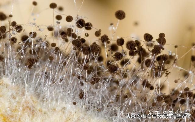 中药生虫了还能用酒泡吗,中药生虫还能继续用么