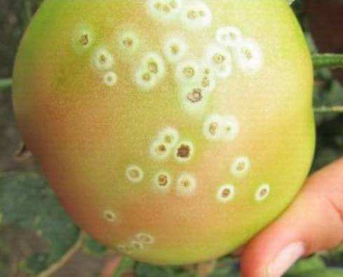 这里教您了解番茄溃疡病的发病原因及防治方法