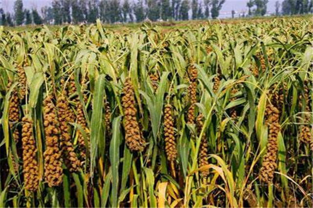 绿色食品谷子栽培技术,当地谷子栽培技术要点是什么