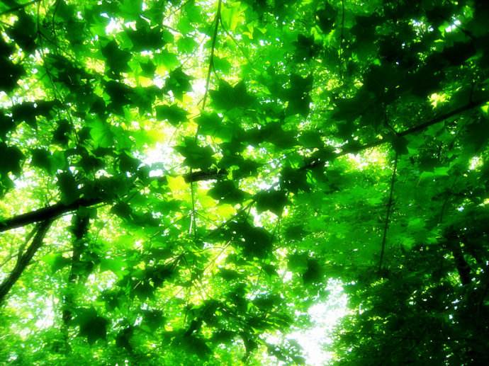 最美盛夏歌曲视频,最美初夏诗词大全