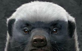 平头哥抓蛇吃辣条,平头哥把毒蛇当辣条吃是真的吗