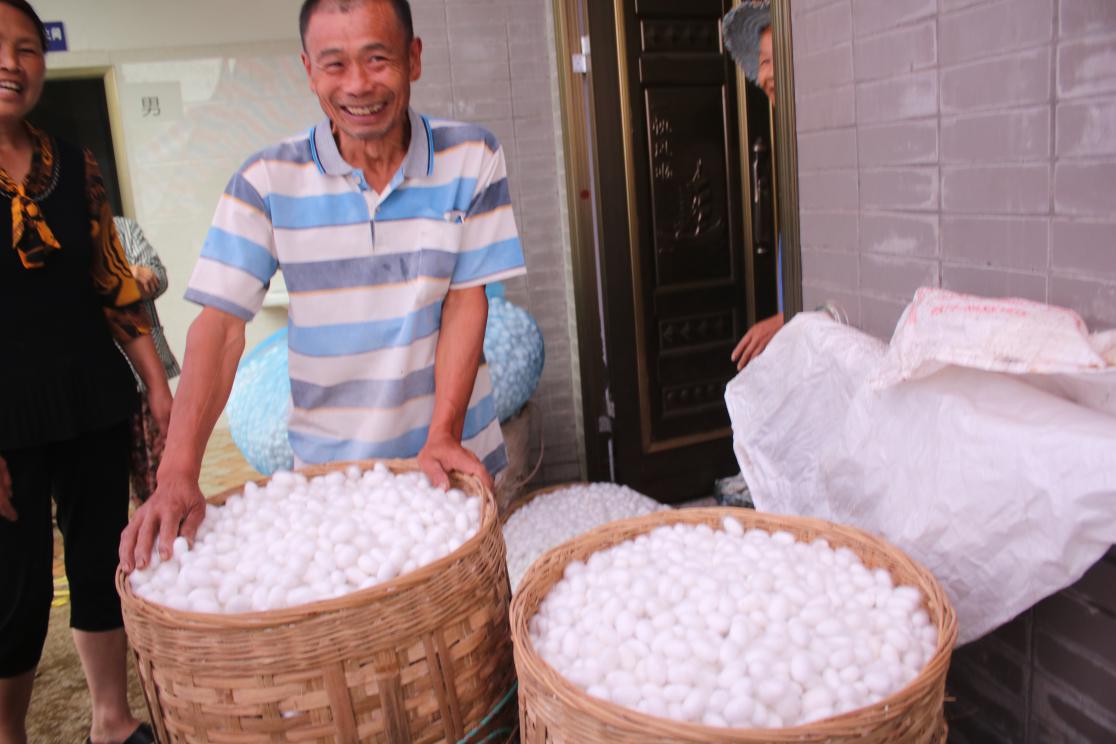 蚕桑产业带动农户增收模式,高沟发展蚕桑产业