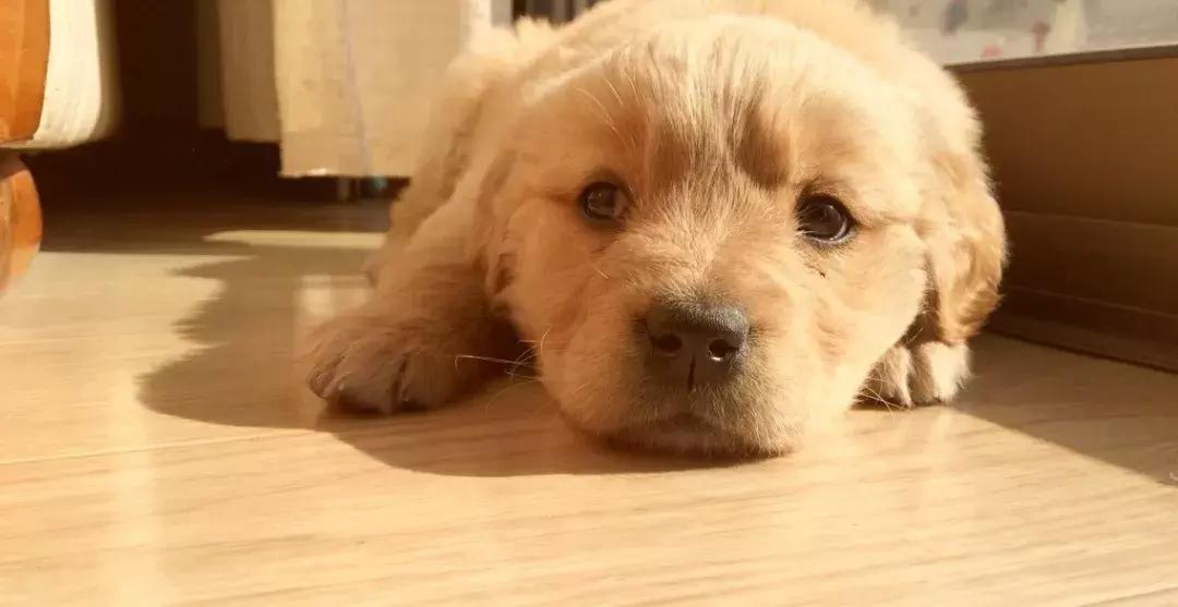 纠正狗狗扑人的方法视频,如何纠正狗狗扑人咬人的坏习惯