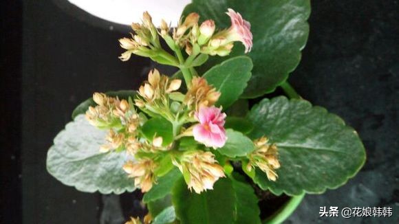 长寿花花苞期间怎样养护,怎么养长寿花花苞多