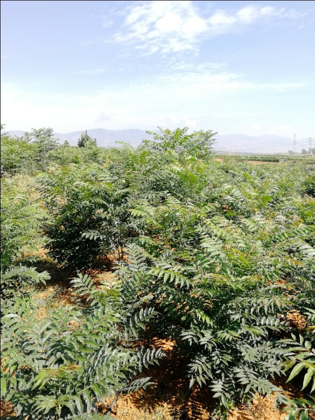 五月怎么在乡下找猫,五月的乡下