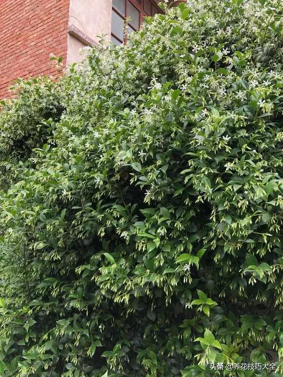这十种爬藤花一开就是三年,3种极品爬藤花30天爬满庭院农村