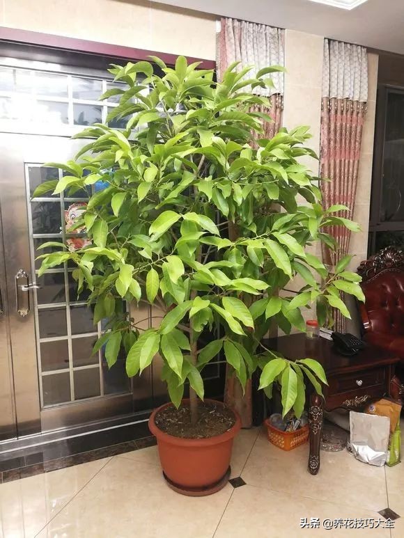 5种花特清香，家里养一盆，芬芳不断，清香四溢，异味全无