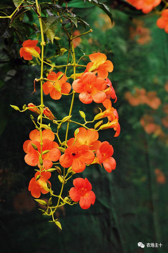 院子里种什么十多年后价值很高,院子里种什么最值钱