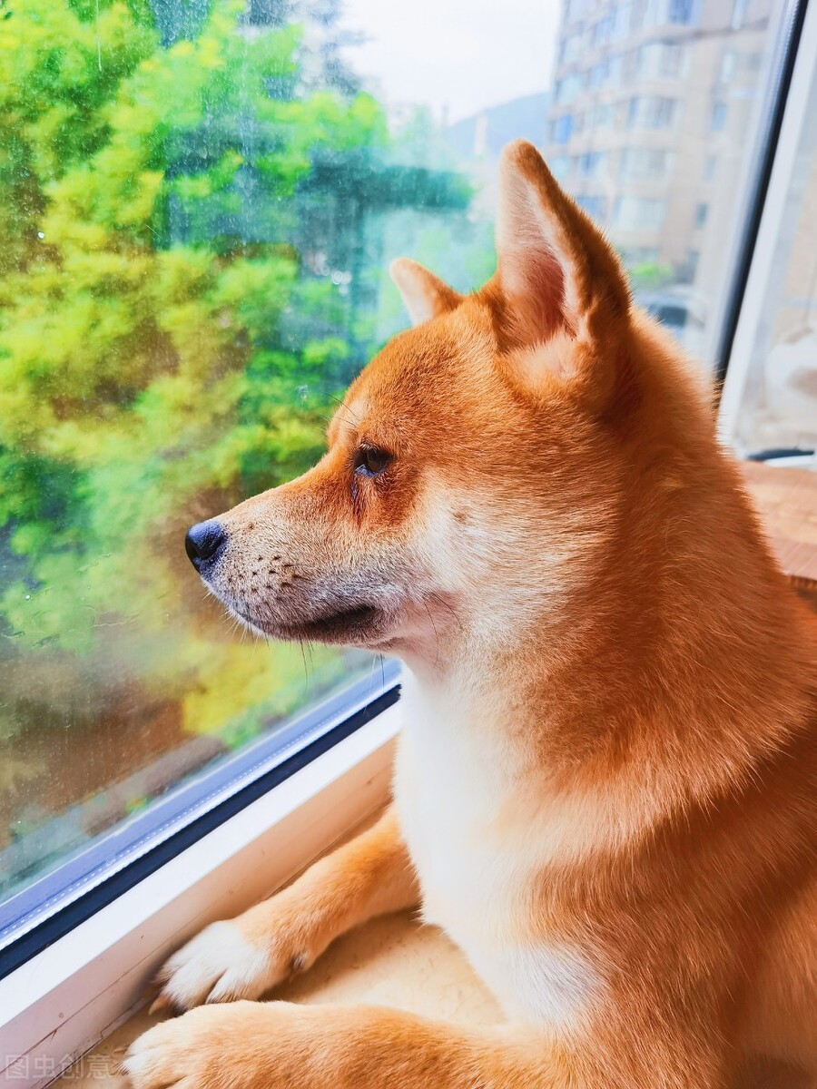 柴犬优缺点有哪些,柴犬的优缺点都有哪些