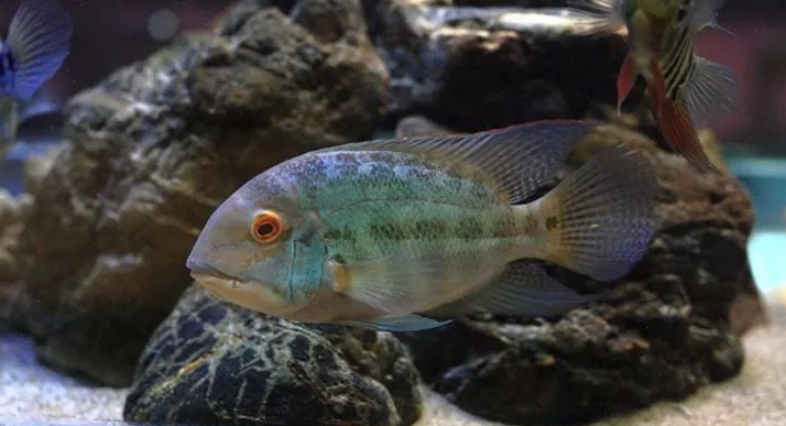 慈鲷品种,慈鲷类型