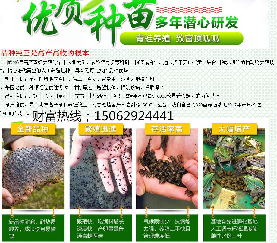 养殖青蛙的家常做法,新手养殖青蛙怎样入行