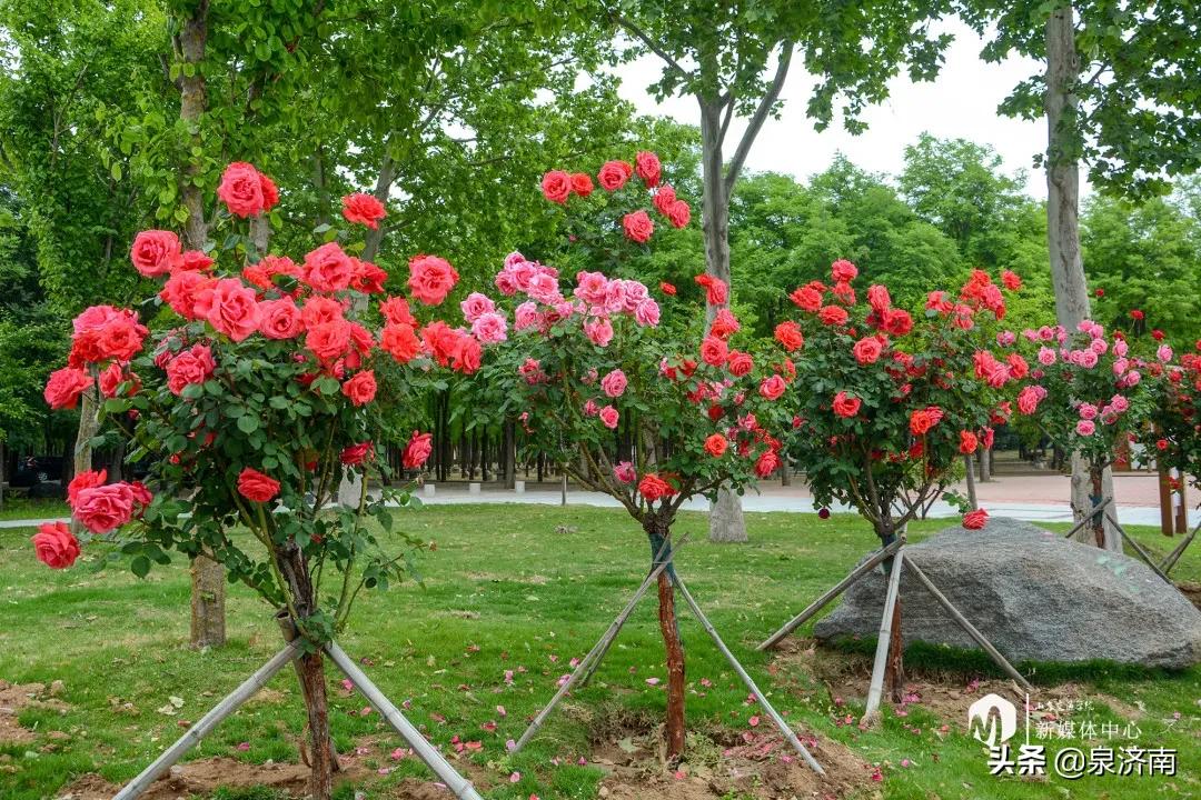 楂樻牎椋庨噰绯诲垪,楂樻牎椋庨噰灞曠ず瑙嗛