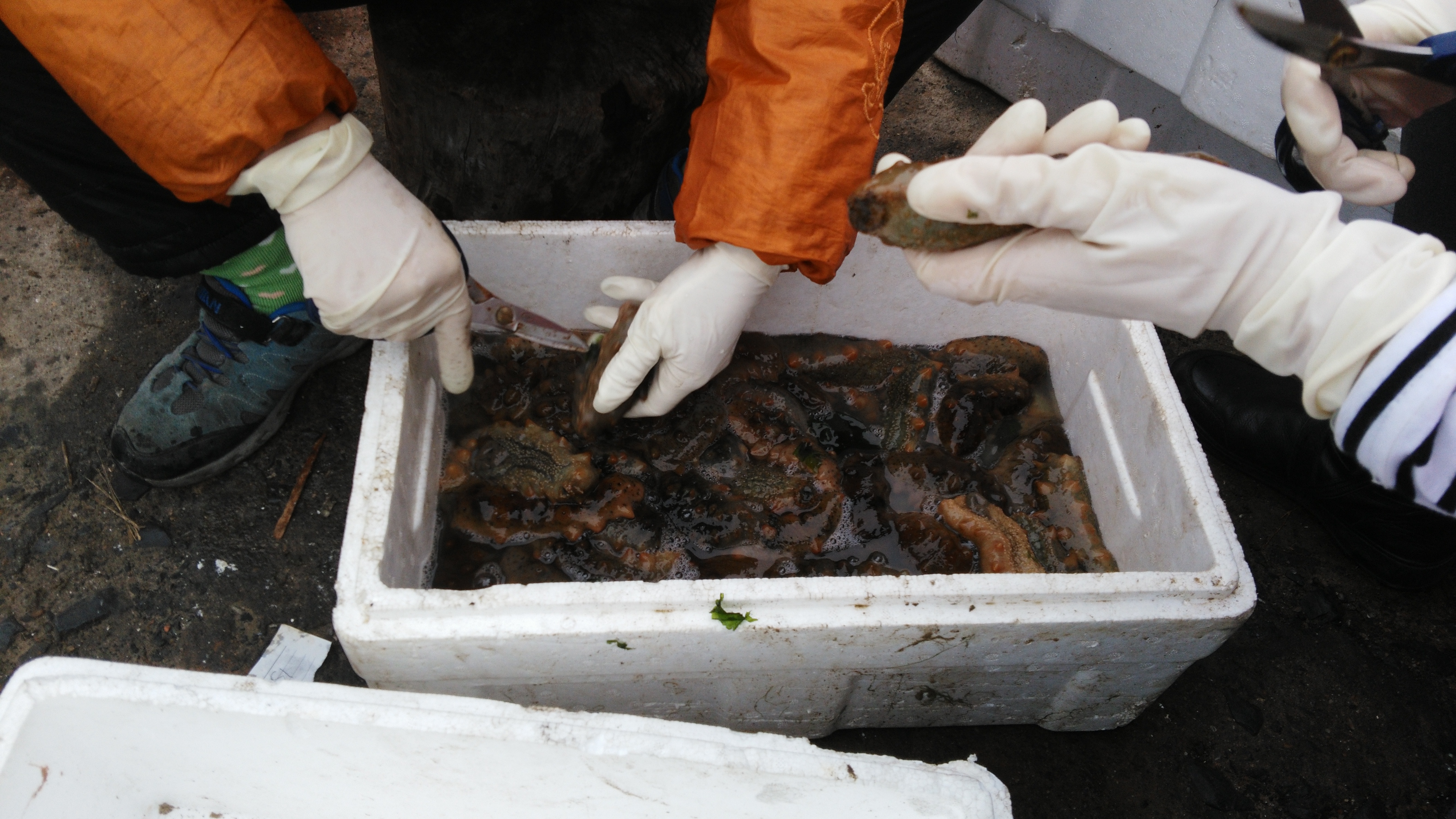 海参的七大习性,为什么海参会苦