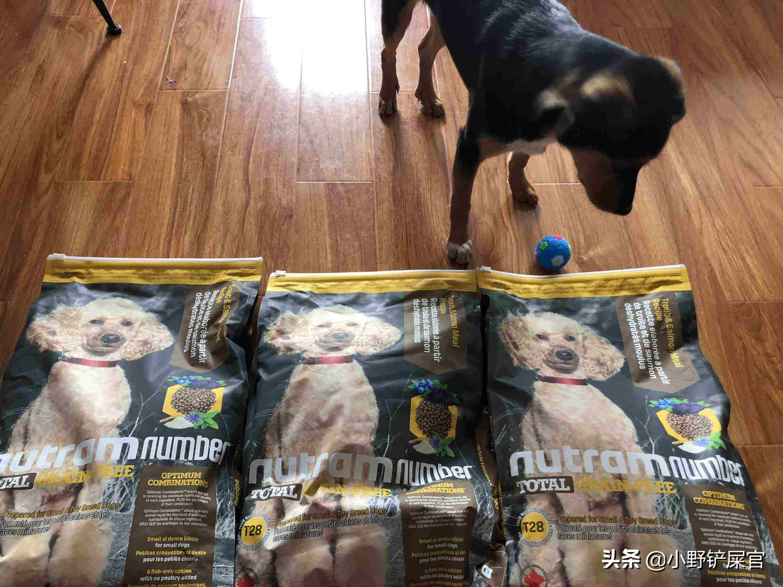 你们的狗狗吃什么狗粮,你们家狗吃什么狗粮