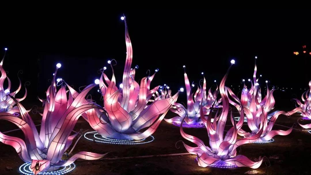 熊猫来永庆坊,鹰潭大熊猫