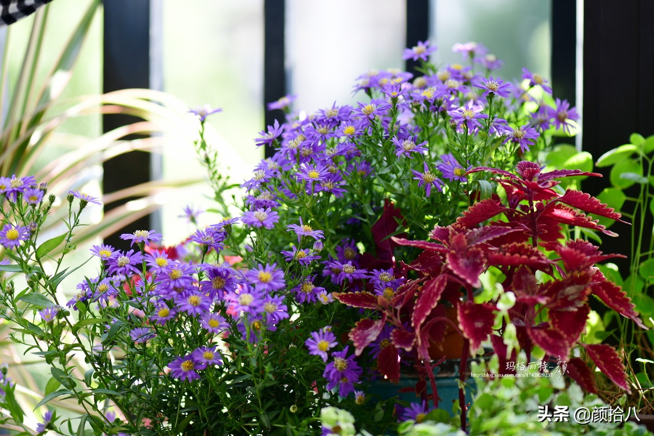 扶不起的绿植,扶不起的绿植视频