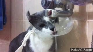 伊丽莎白圈猫咪,伊丽莎白圈有危险吗