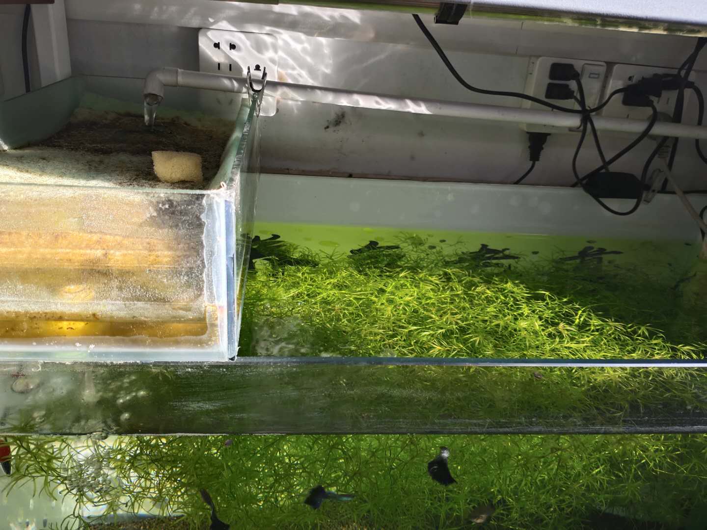 普通鱼缸中饲养孔雀鱼有问题吗,白金象耳孔雀鱼自生自灭爆缸方法