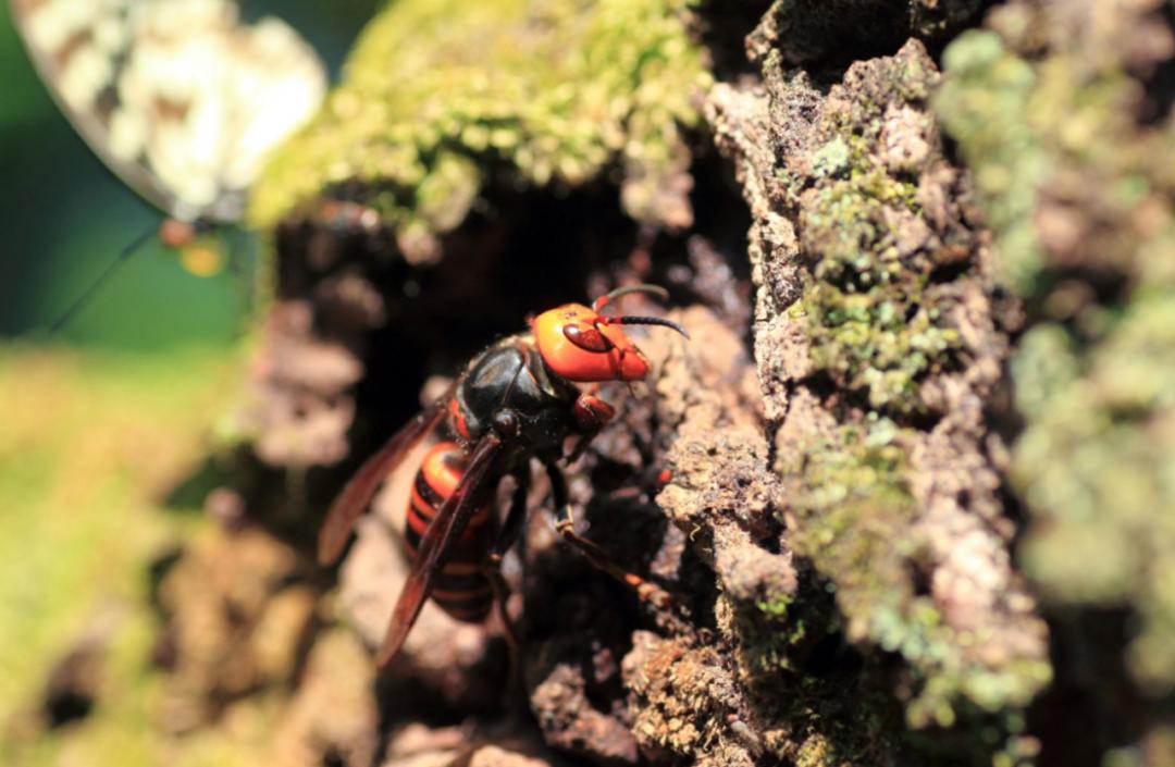 杀人蜂为什么那么可怕,杀人蜂到底有多厉害