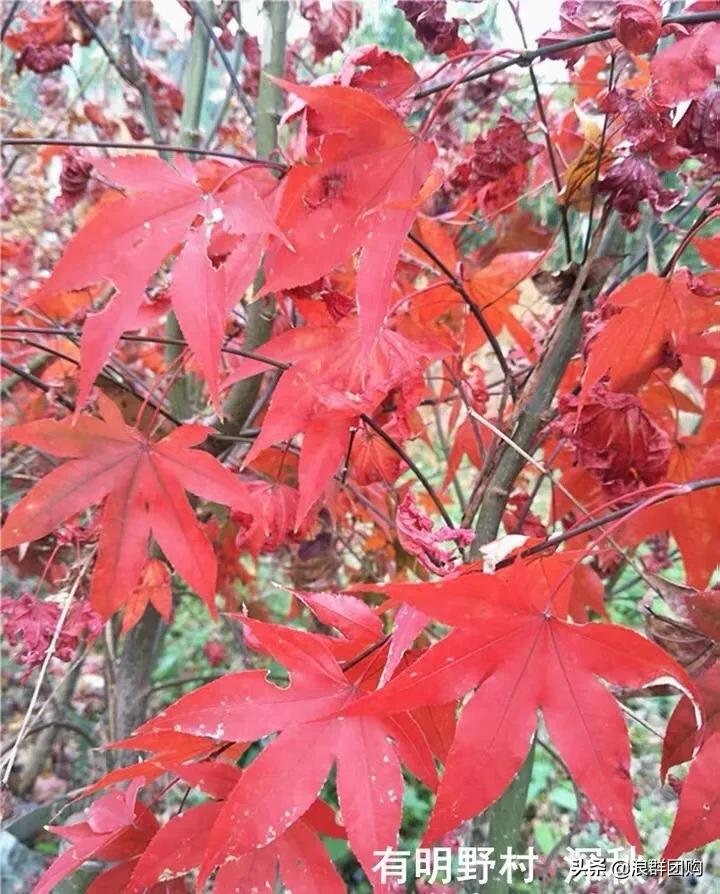 中式庭院藤类植物,枫树和紫藤