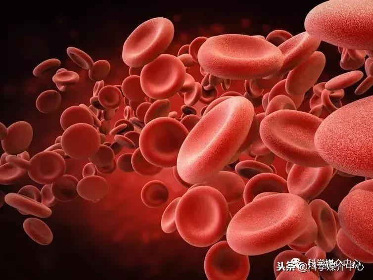 感染疟疾的红细胞的形状,镰刀型红细胞与疟疾的关系