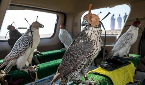 迪拜阿布扎比是哪个国家,阿布扎比和迪拜谁更值得去