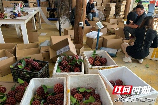 被省委书记惦记的通道小伙,正带村民种山果致富(转载)