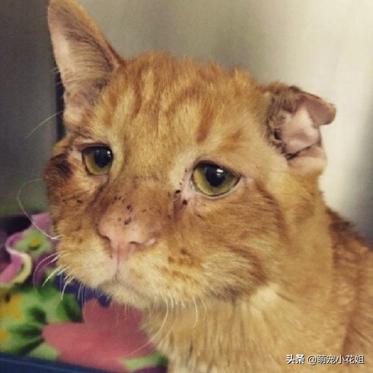 流浪猫被救助后无人收养会怎样,流浪猫在救助基地渴望被收养