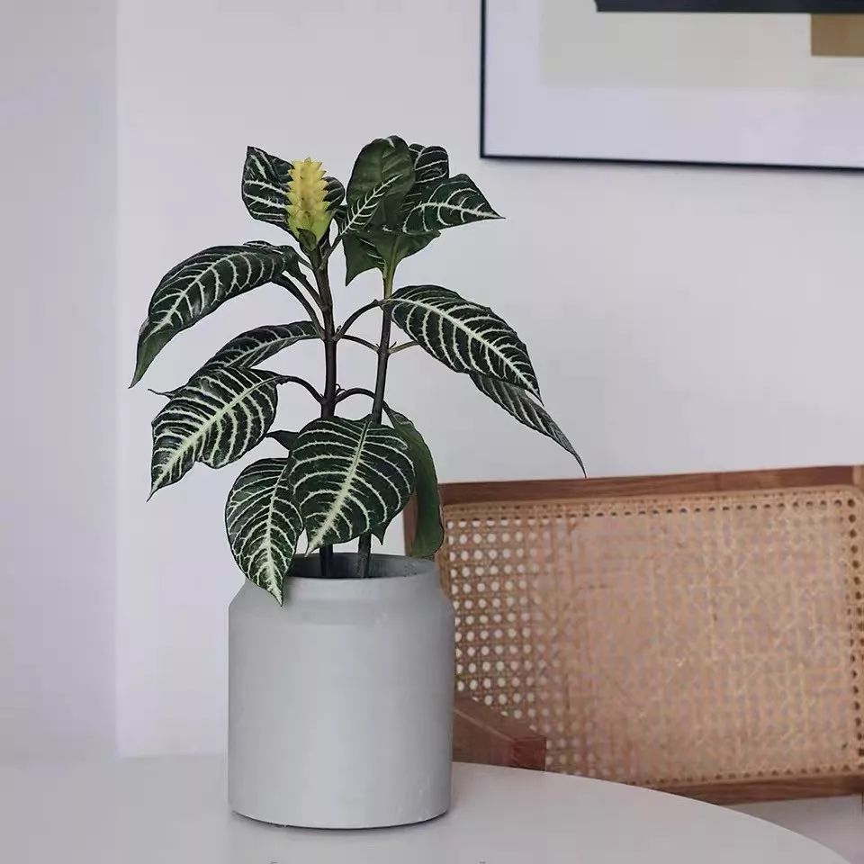 94种常见唯美观叶植物,会开花的绿色硬叶植物